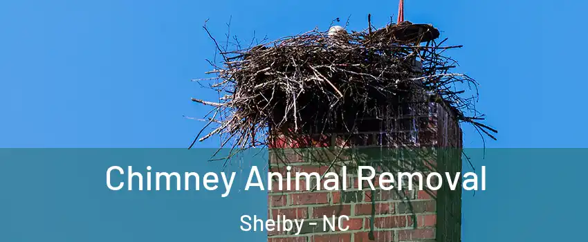 Chimney Animal Removal Shelby - NC