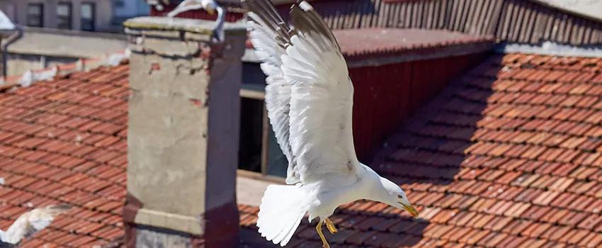 Residential Chimney Animal Removal Solution in Shelby, NC