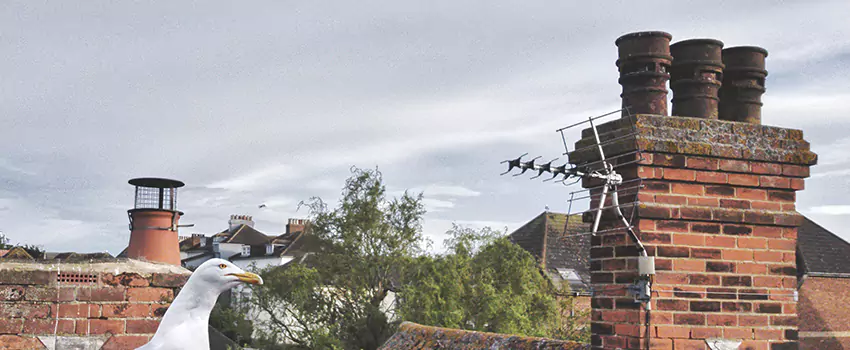 Chimney Cleaning And Restoration in Shelby, North Carolina